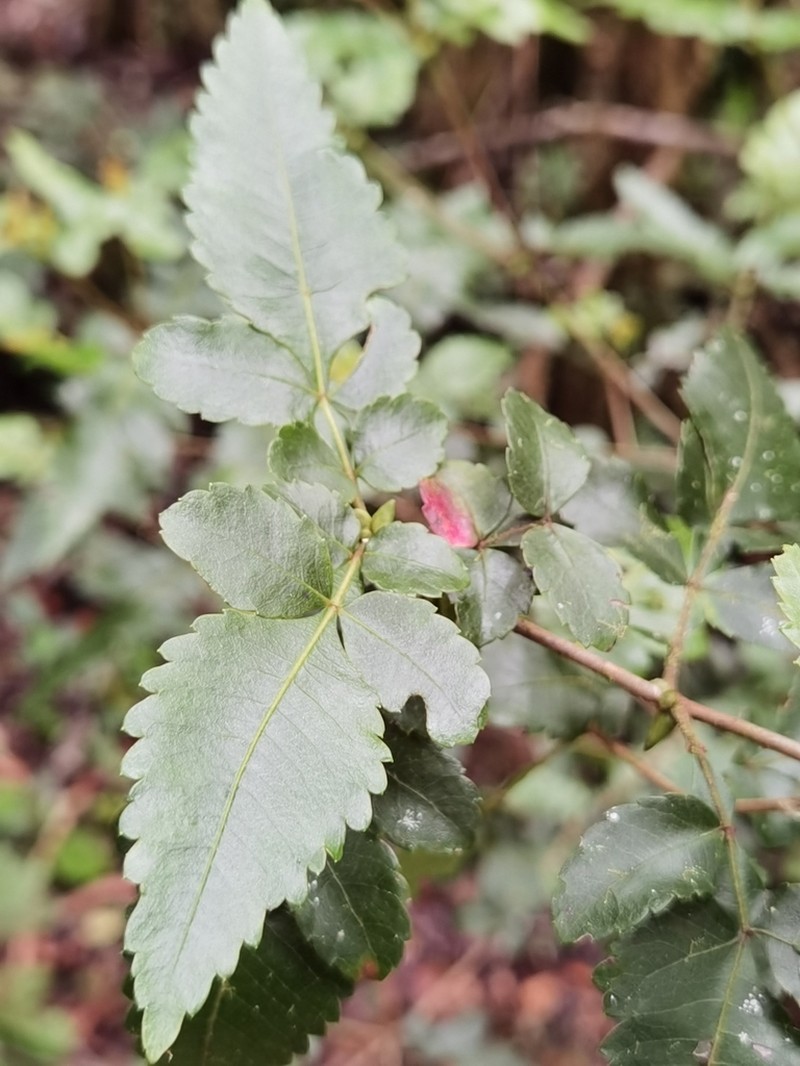 Weinmannia anisophylla