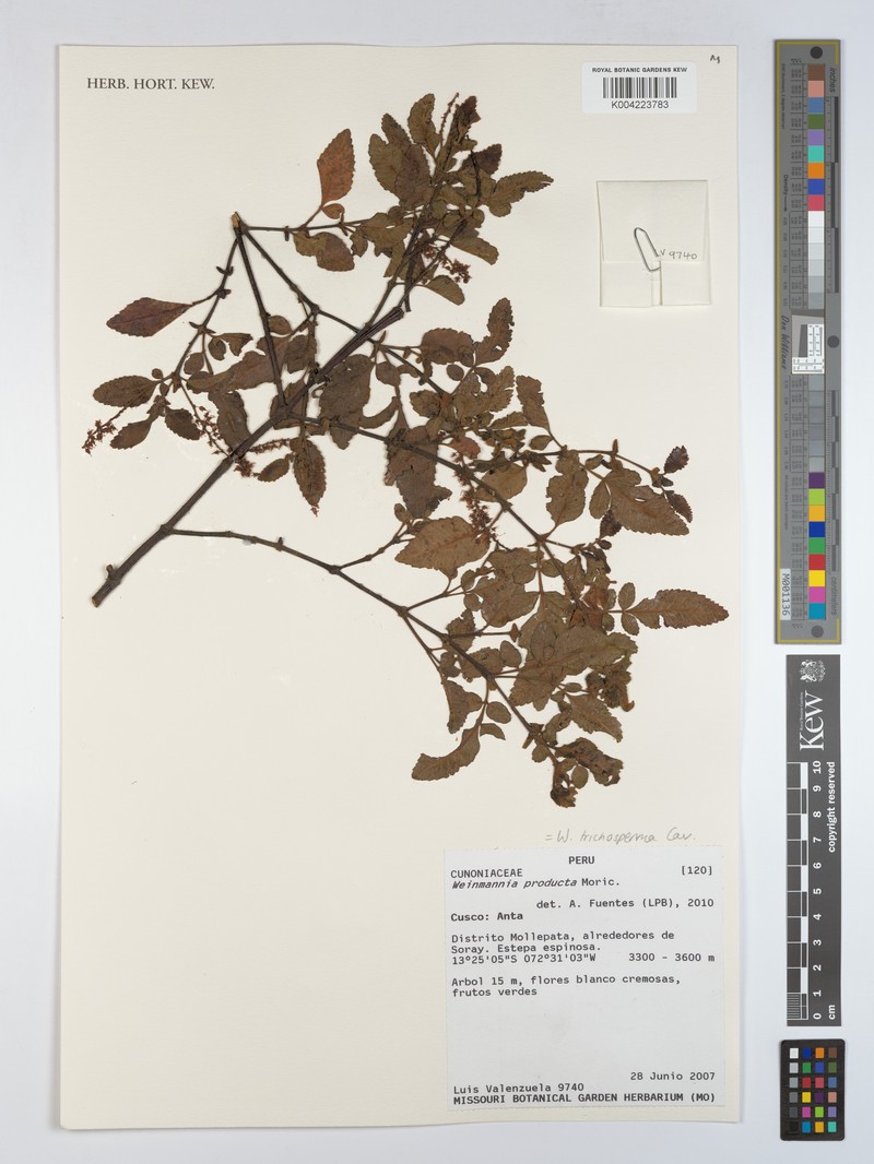 Weinmannia anisophylla photo 3