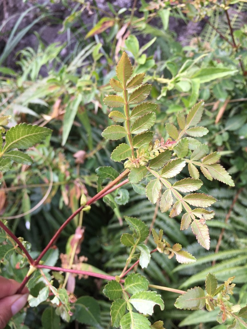 Weinmannia apurimacensis