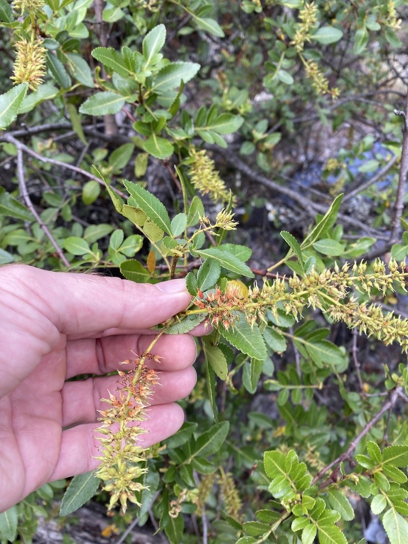 Weinmannia apurimacensis photo 2