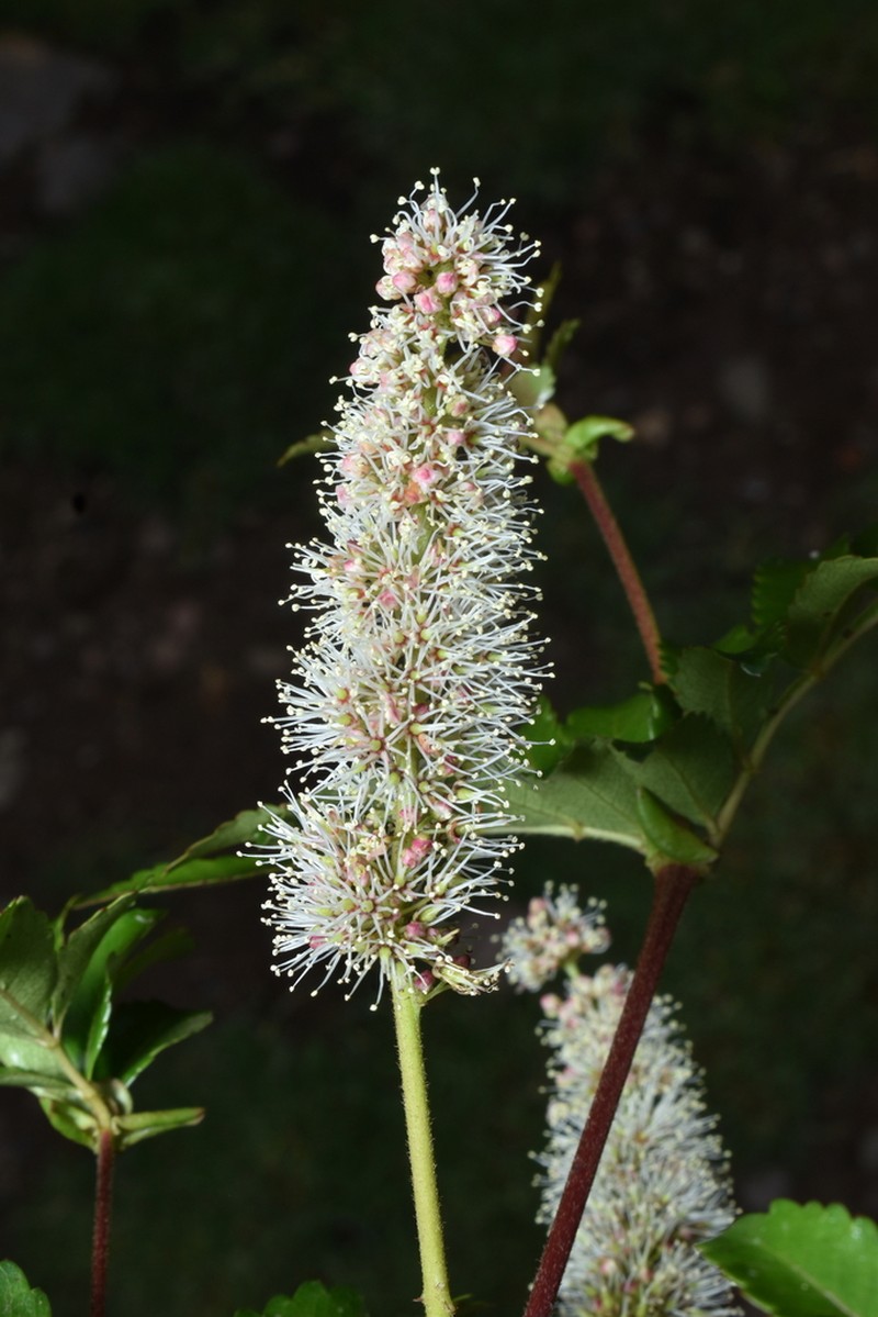 Weinmannia apurimacensis photo 3