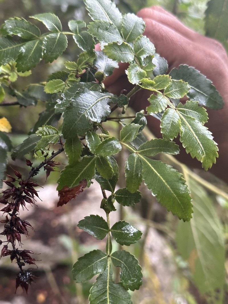 Weinmannia apurimacensis photo 4