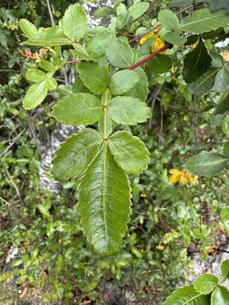Weinmannia apurimacensis photo 5