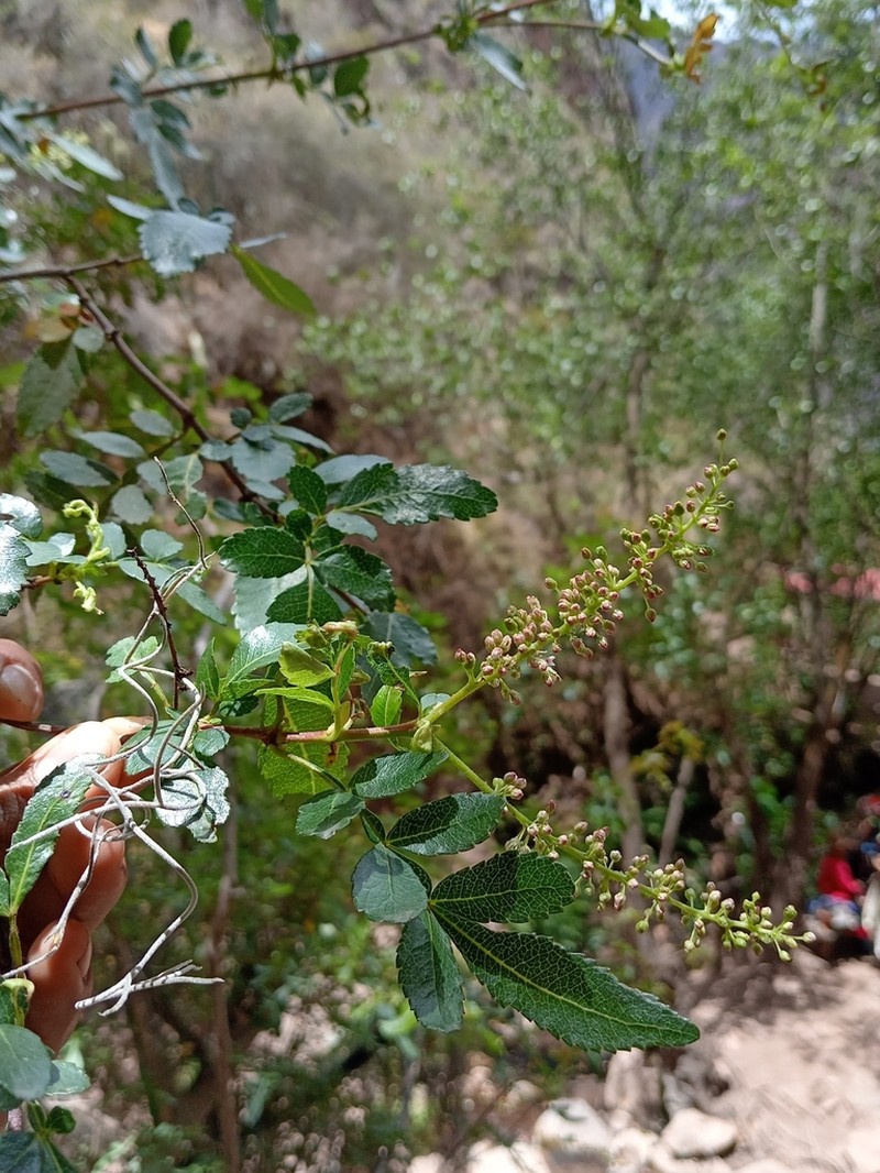 Weinmannia apurimacensis photo 6