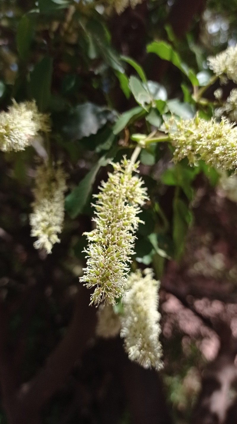 Weinmannia apurimacensis photo 7