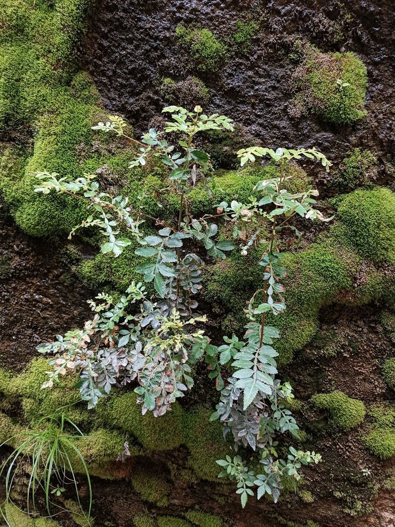Weinmannia apurimacensis photo 8