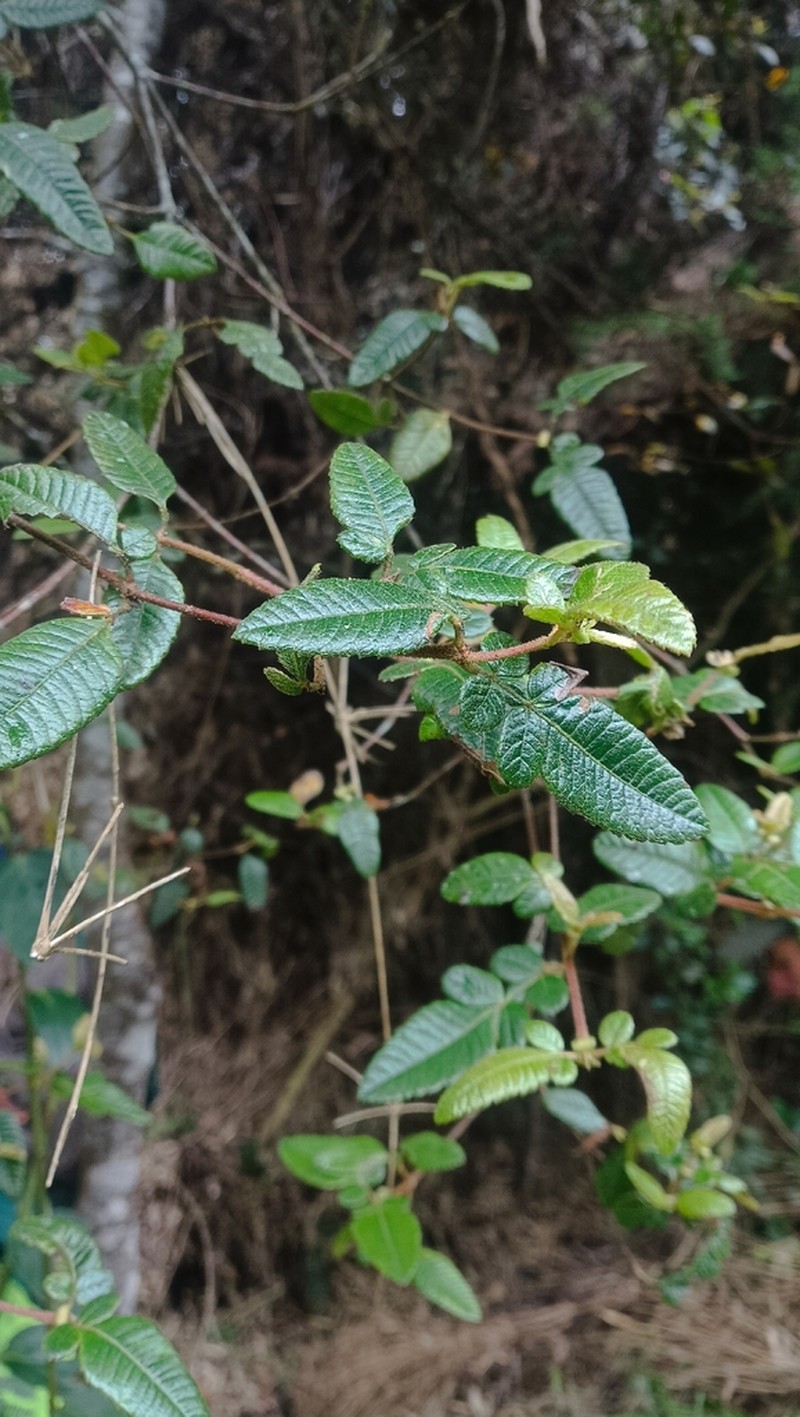 Weinmannia auriculata