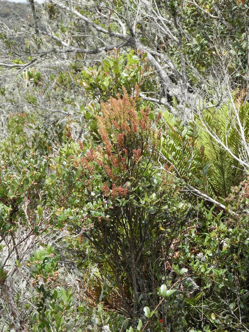 Weinmannia auriculata photo 2
