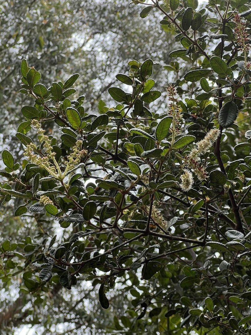 Weinmannia auriculata photo 3