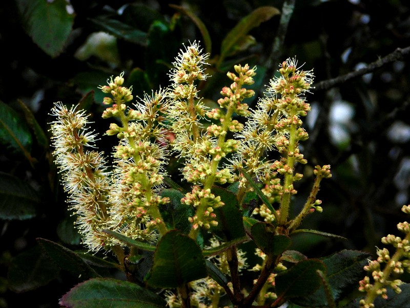Weinmannia auriculata photo 4