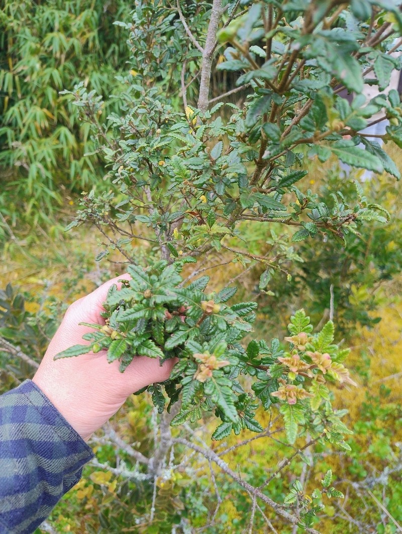 Weinmannia auriculata photo 5