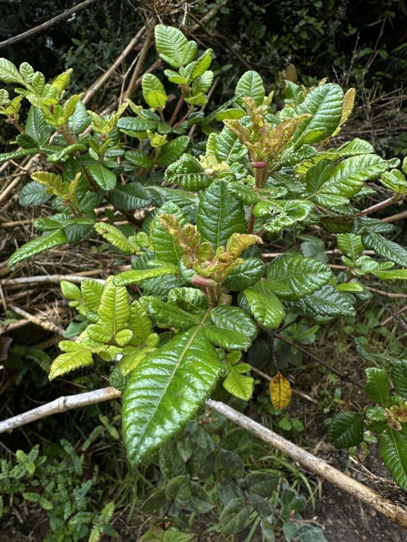 Weinmannia auriculata photo 6