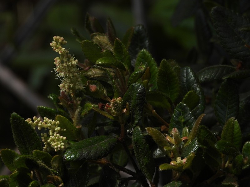 Weinmannia auriculata photo 7