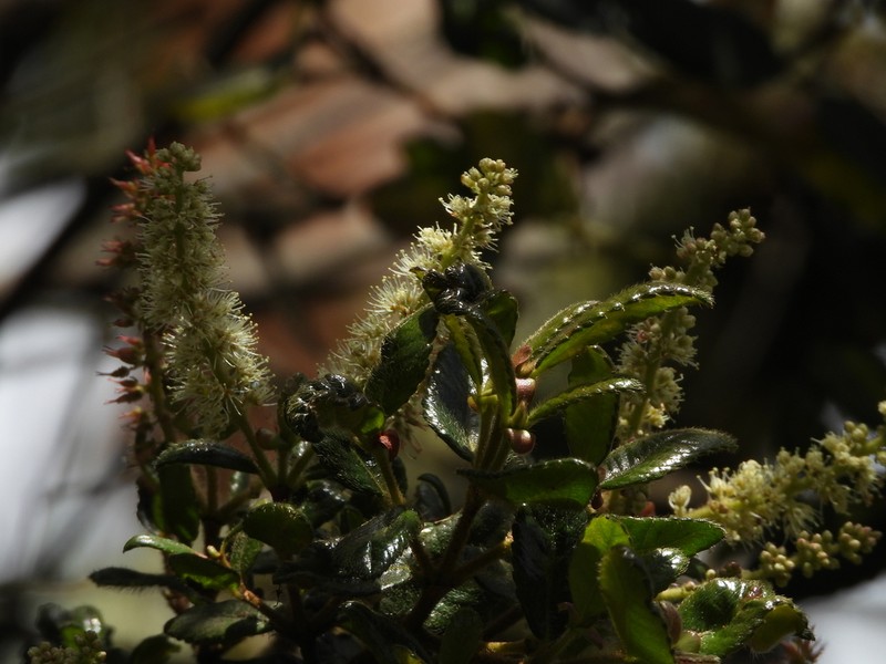 Weinmannia auriculata photo 8
