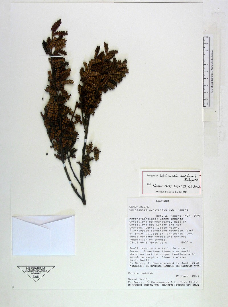 Weinmannia auriformis