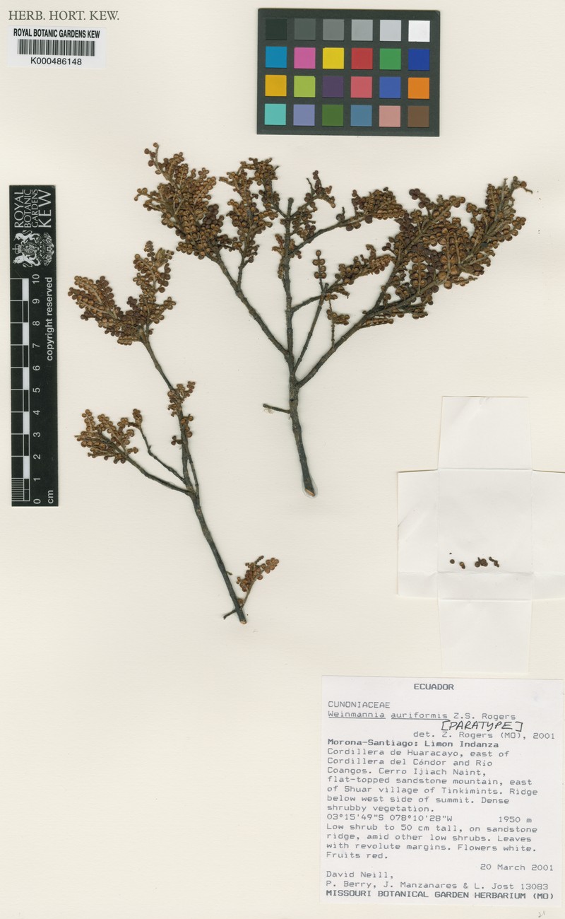 Weinmannia auriformis photo 2