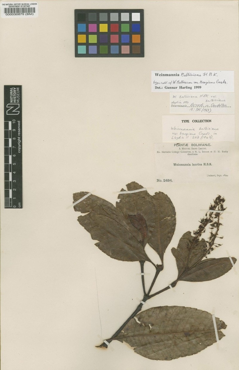 Weinmannia balbisiana var. balbisiana