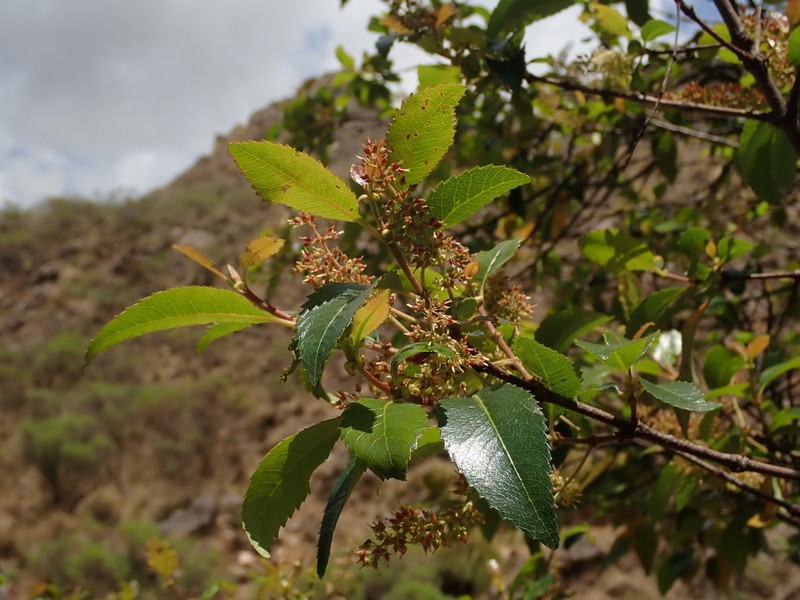 Weinmannia boliviensis