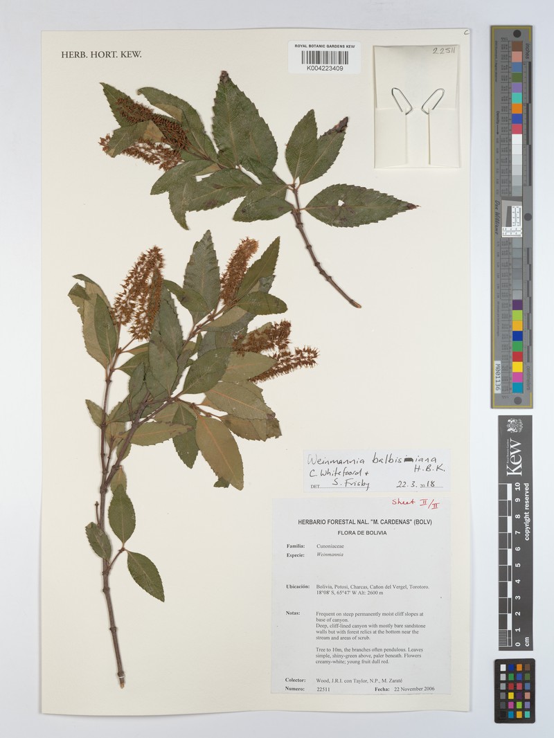 Weinmannia boliviensis photo 3