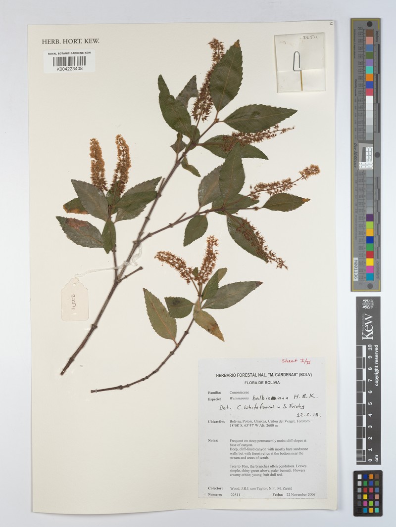 Weinmannia boliviensis photo 4