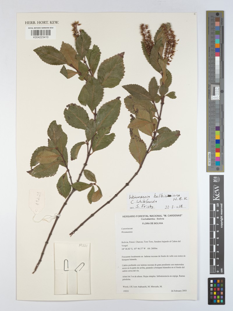 Weinmannia boliviensis photo 5