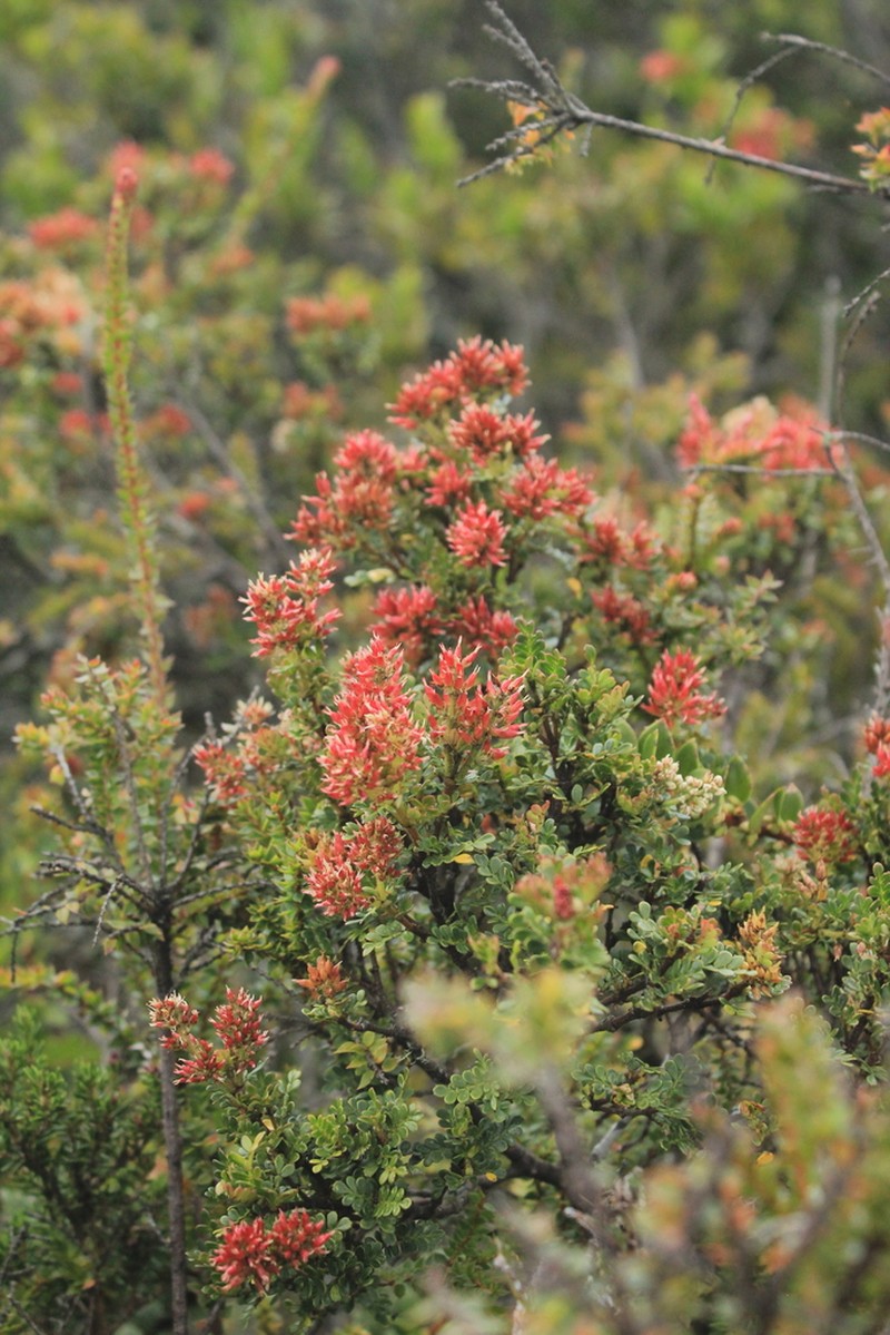 Weinmannia brachystachya