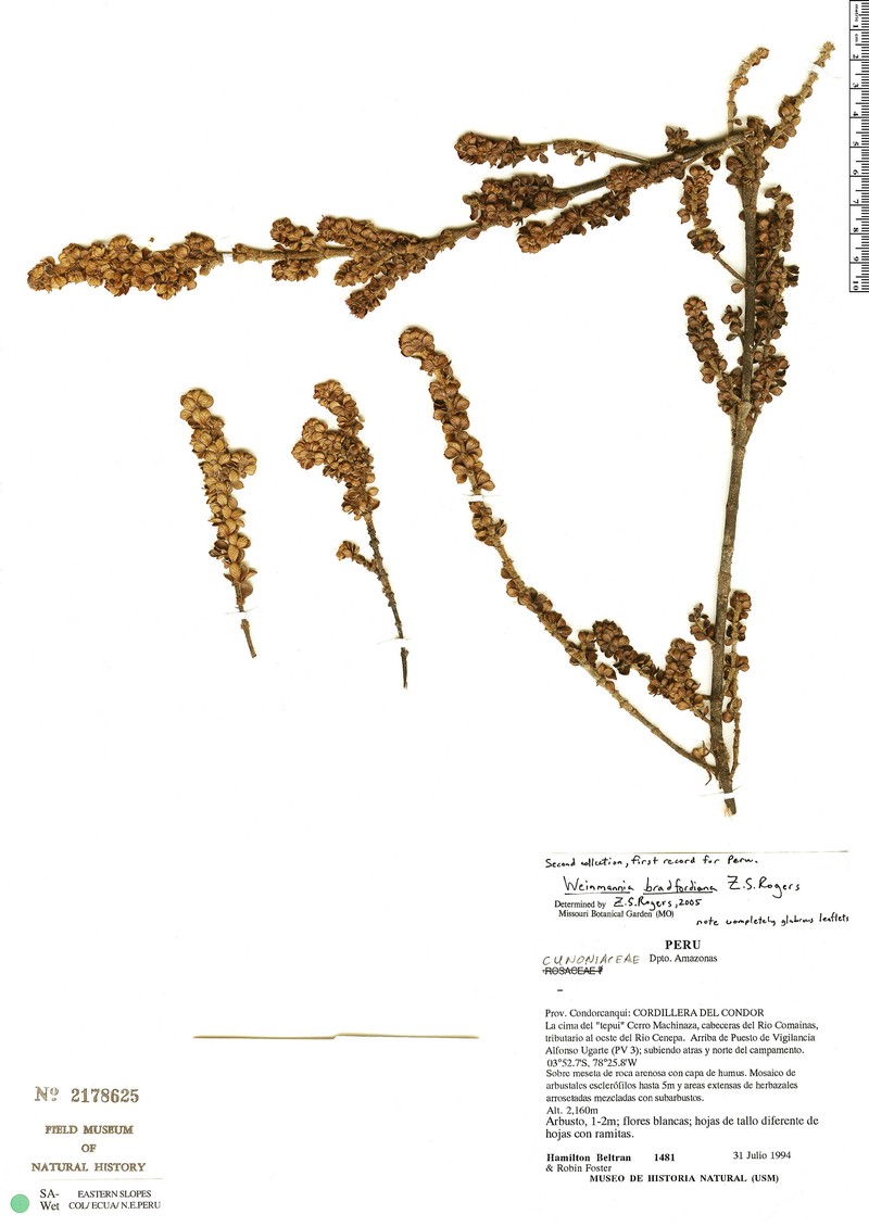 Weinmannia bradfordiana