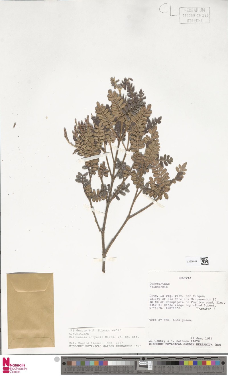 Weinmannia chryseis