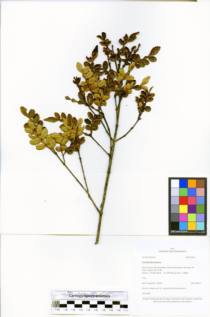Weinmannia cinerea