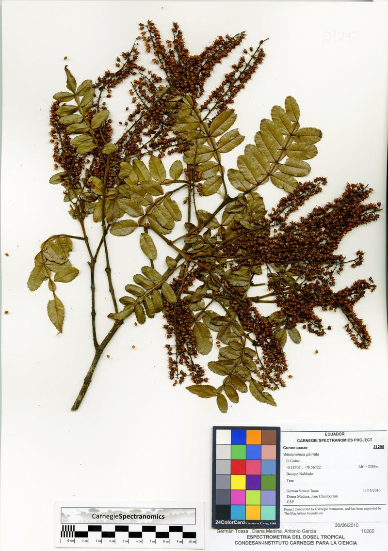 Weinmannia cinerea photo 2