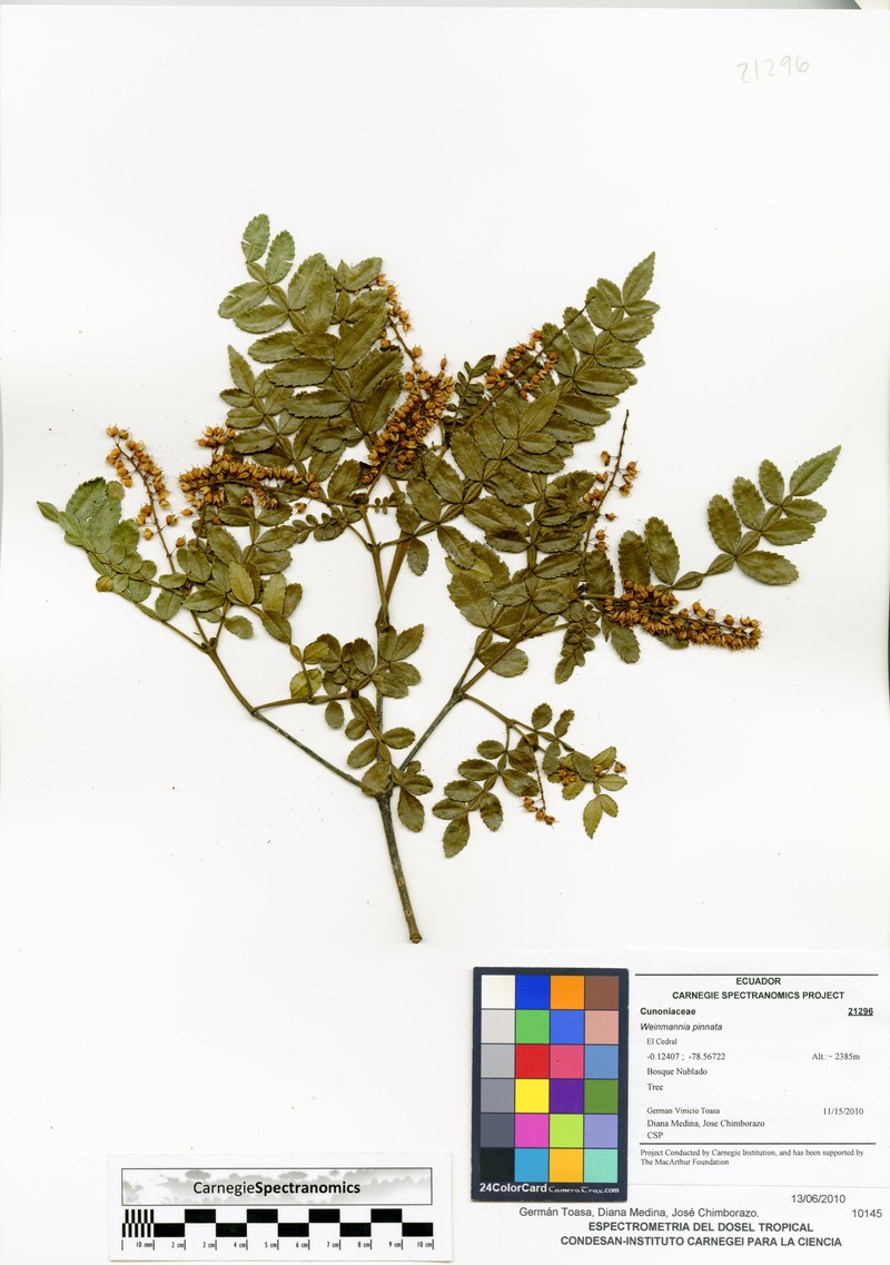 Weinmannia cinerea photo 3