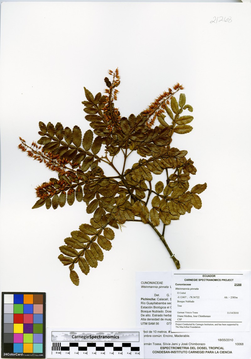 Weinmannia cinerea photo 4