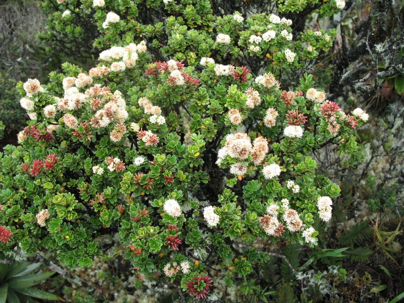 Weinmannia cochensis