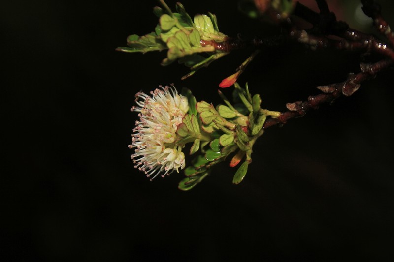 Weinmannia cochensis photo 2
