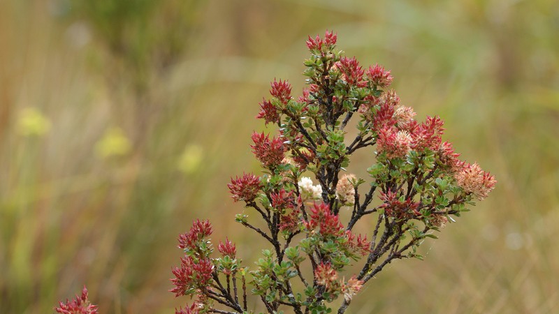 Weinmannia cochensis photo 3