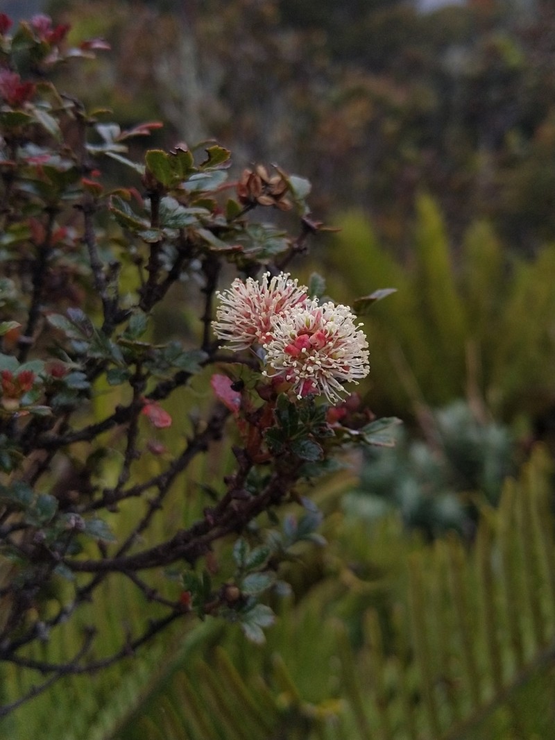 Weinmannia cochensis photo 5