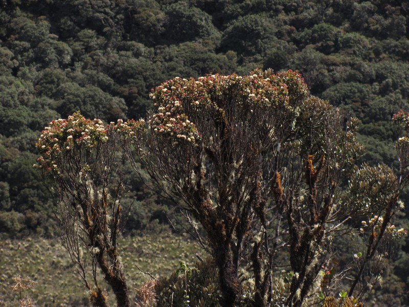 Weinmannia cochensis photo 6