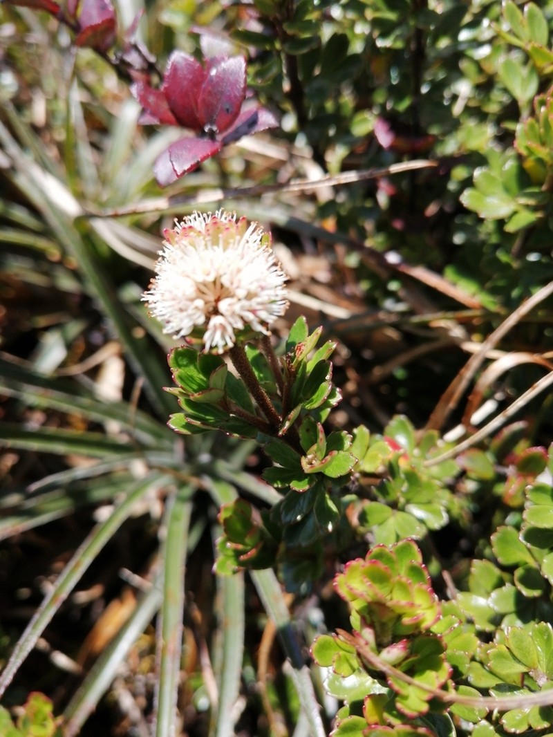 Weinmannia cochensis photo 7