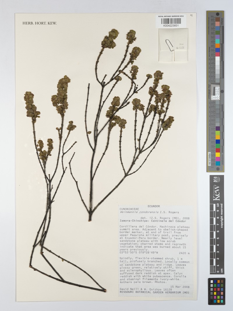 Weinmannia condorensis