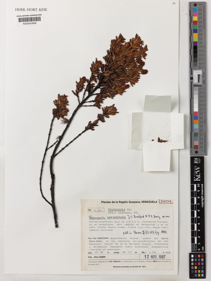 Weinmannia corocoroensis
