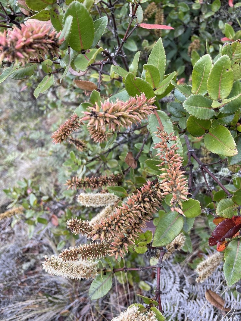 Weinmannia crassifolia
