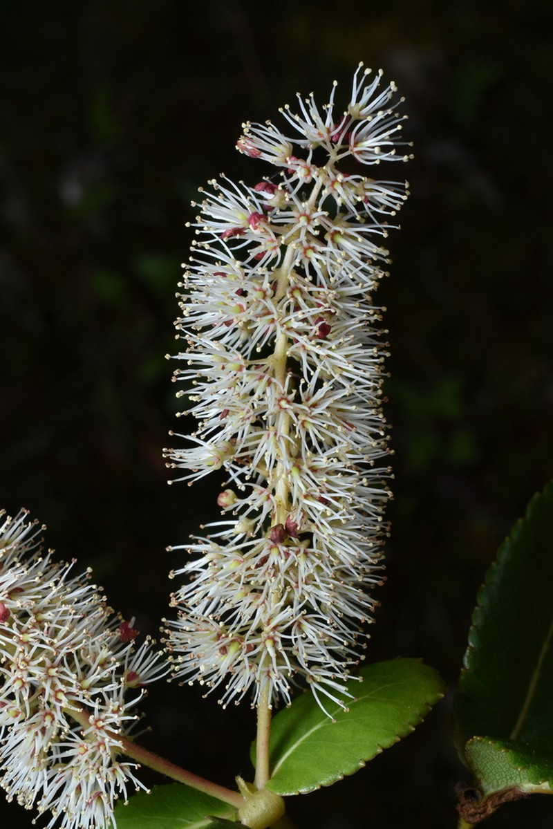 Weinmannia crassifolia photo 2