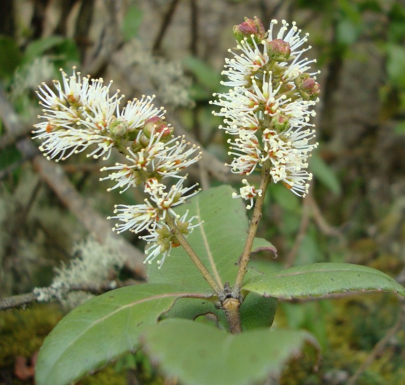 Weinmannia crassifolia photo 3