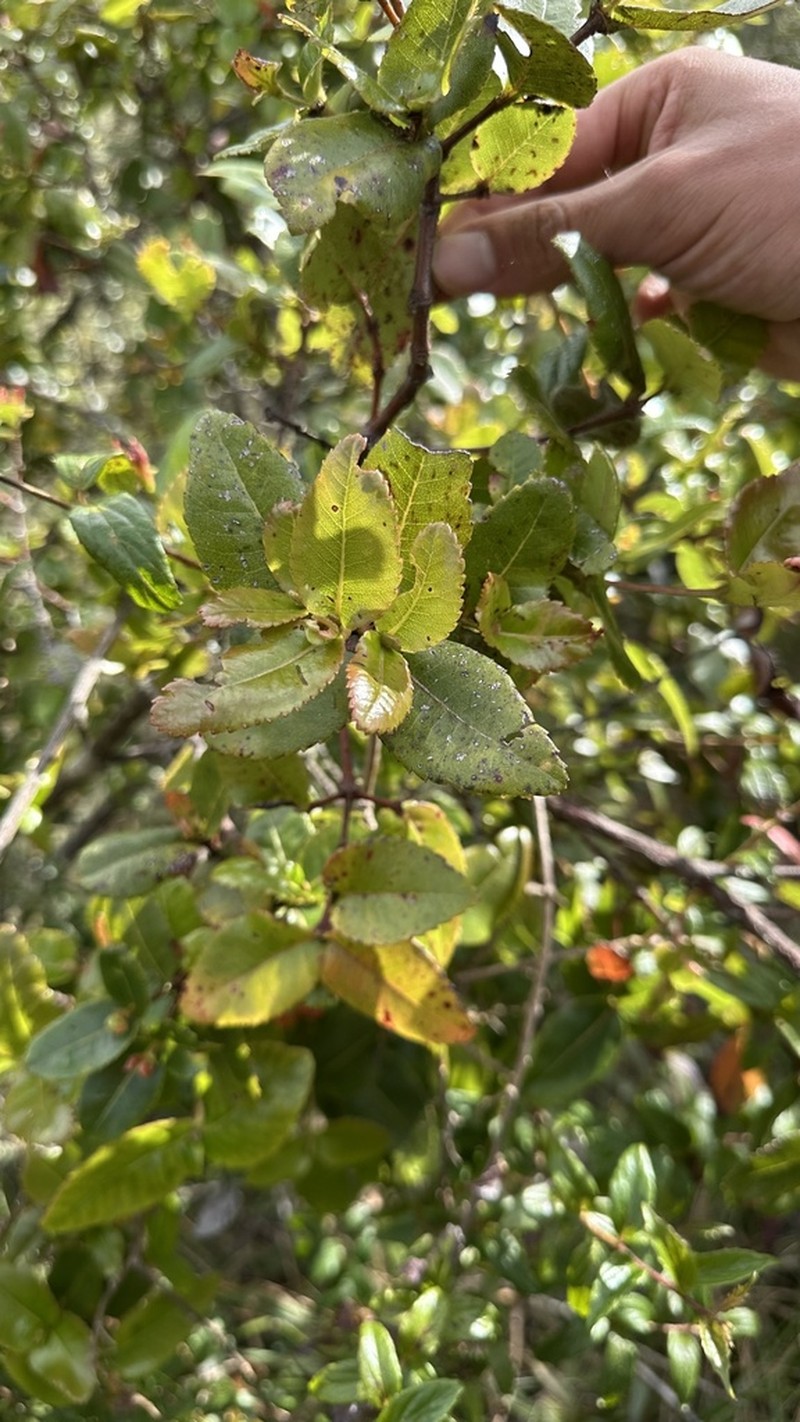 Weinmannia crassifolia photo 4