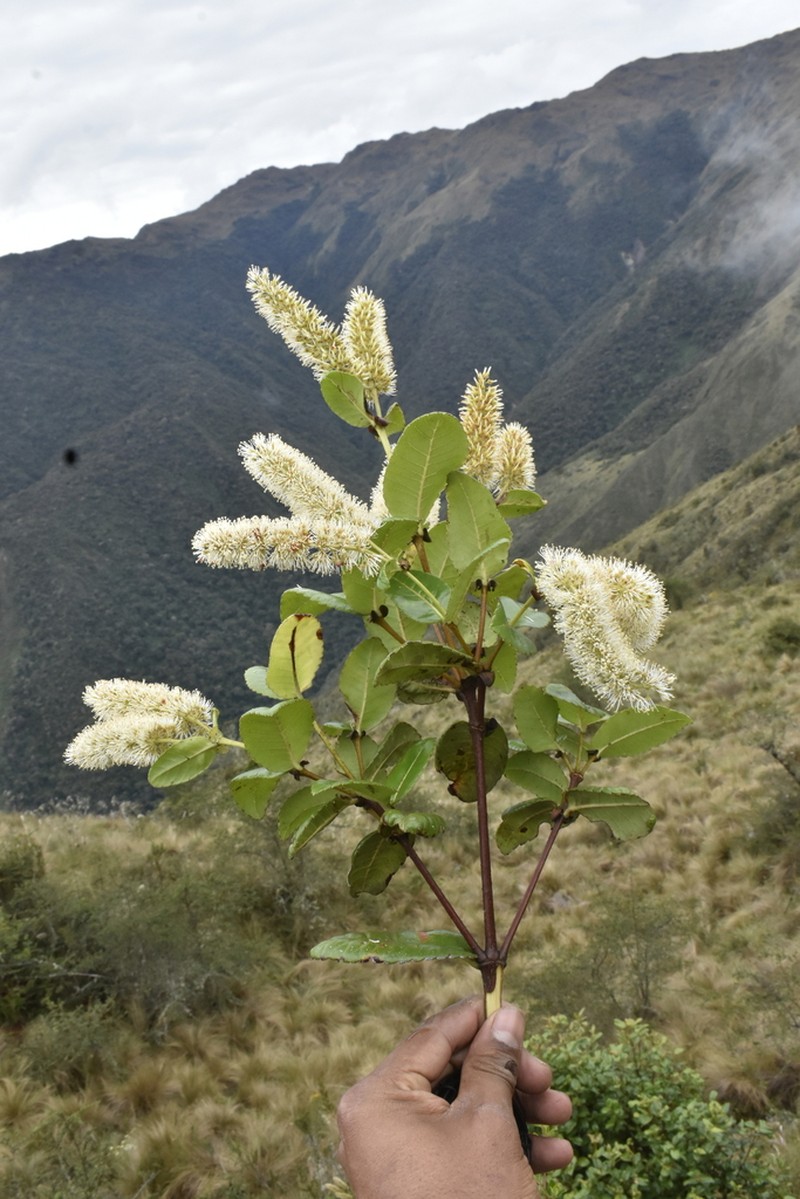 Weinmannia crassifolia photo 5