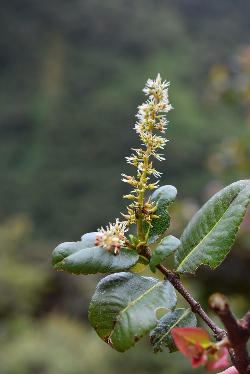 Weinmannia crassifolia photo 6