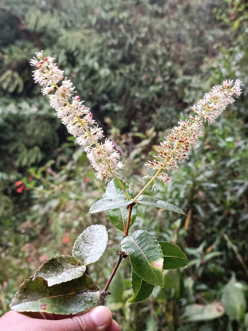 Weinmannia crassifolia photo 7