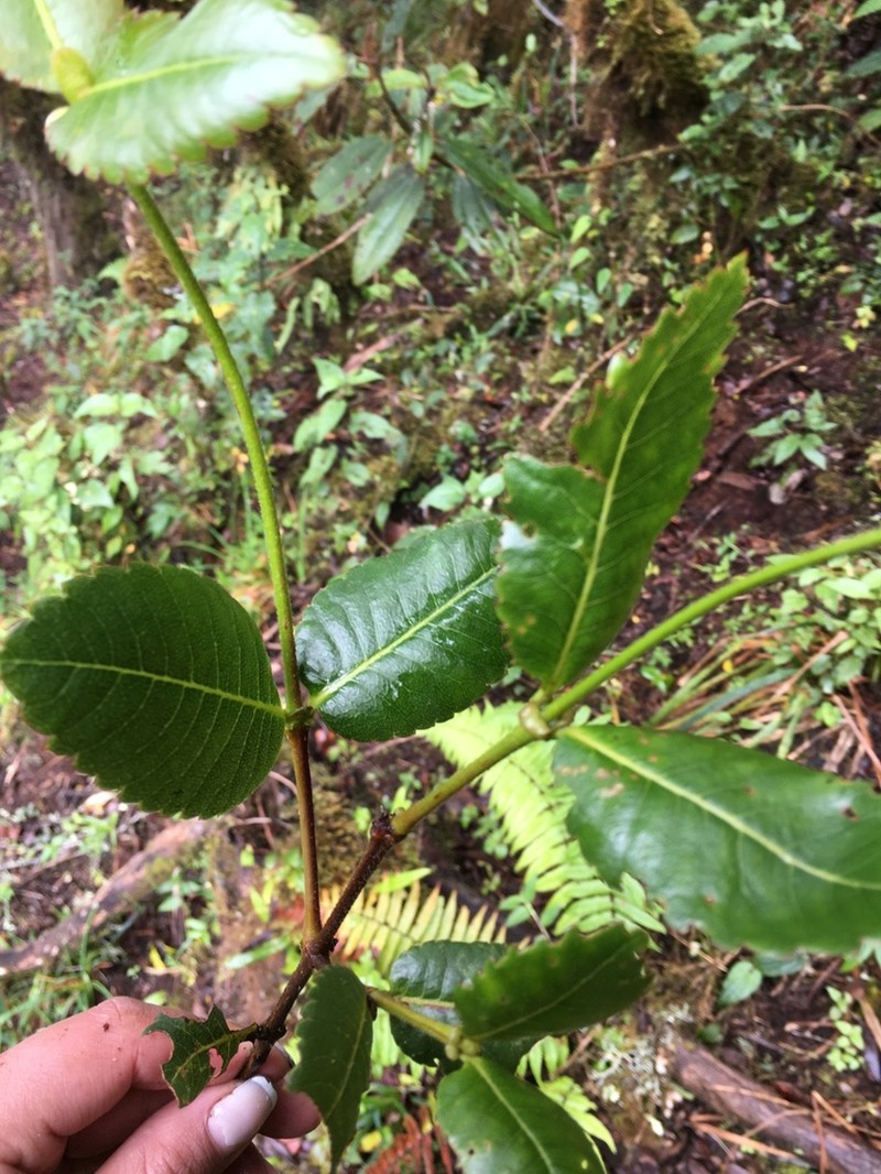 Weinmannia crassifolia photo 8