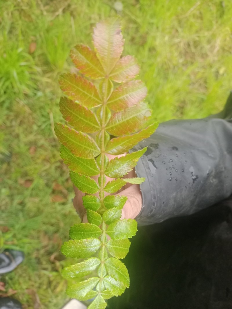 Weinmannia cundinamarcensis