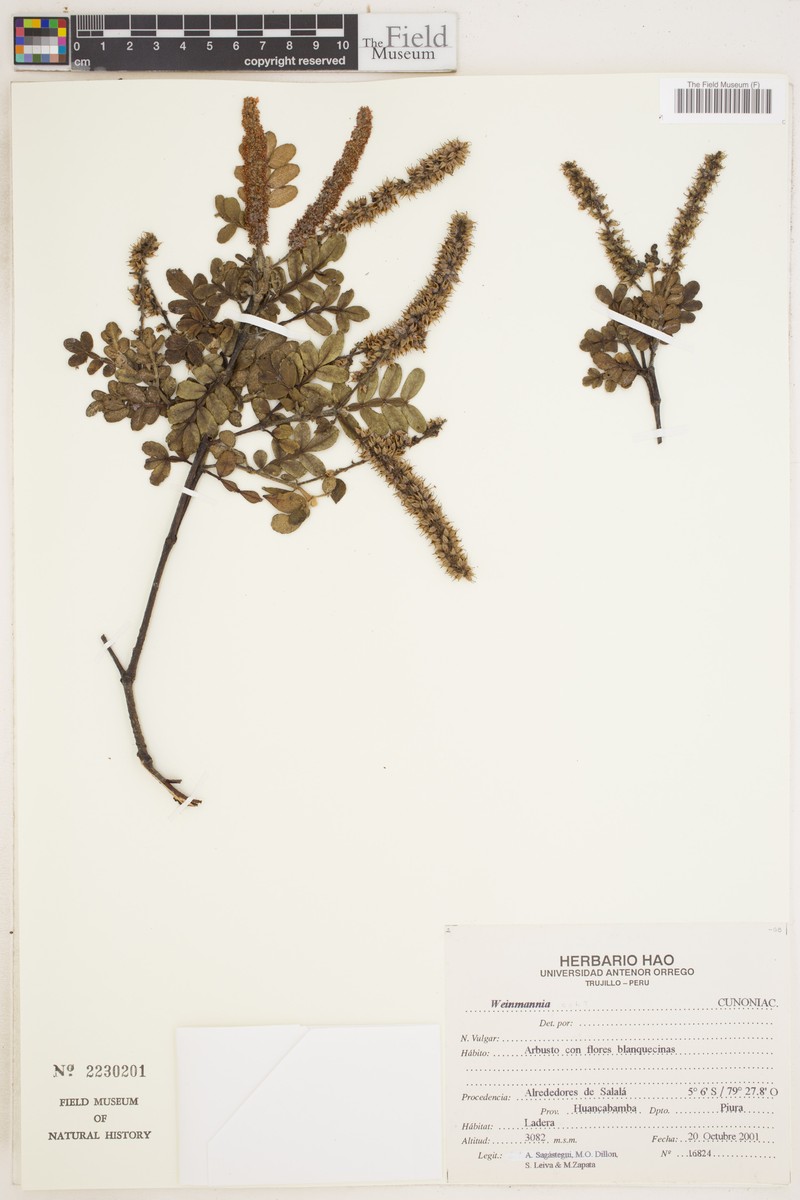 Weinmannia cundinamarcensis photo 2